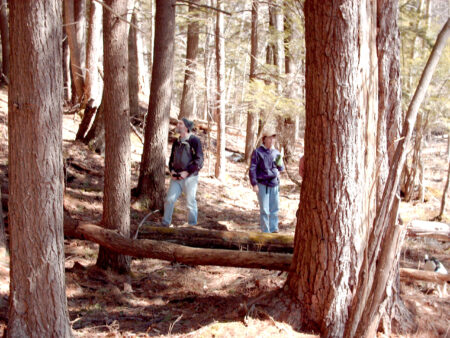 McIntire Highland Preserve old-growth trees.