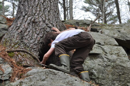 Boy exploring a tree on a rocky outcrop at Highland Farm Preserve.