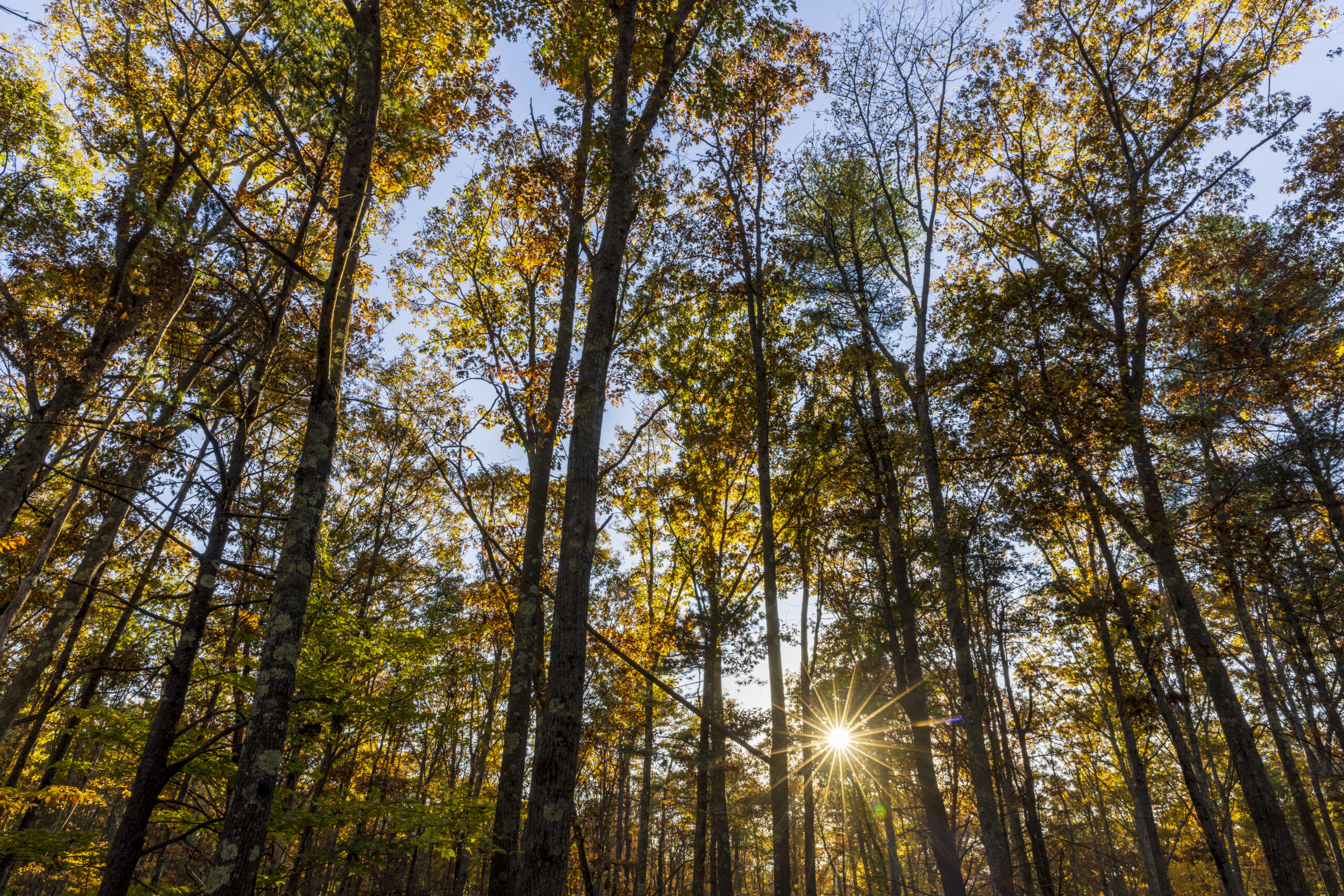 Lafcadio's Woods