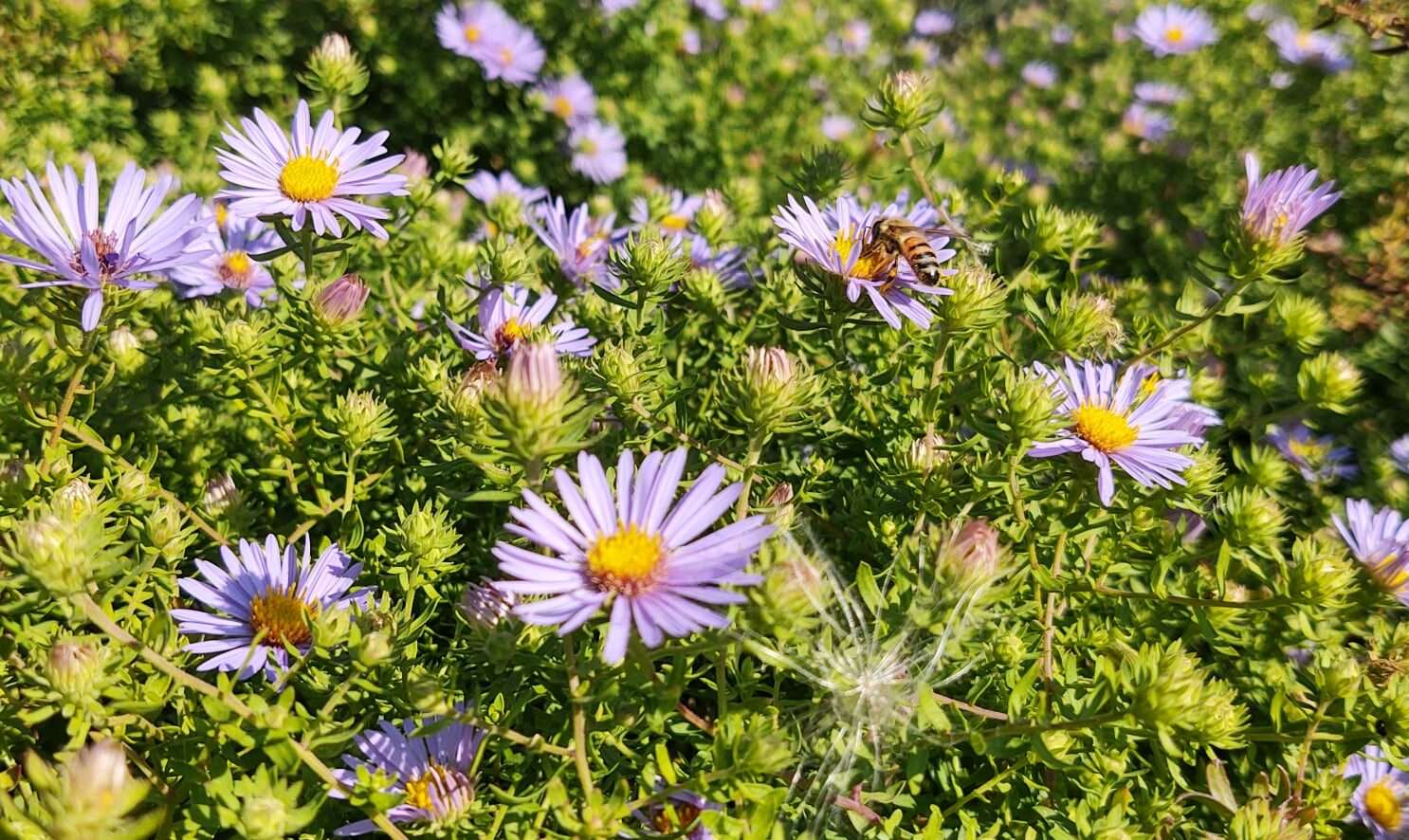 Garden Series: Native Pollinator Workshop - York Land Trust